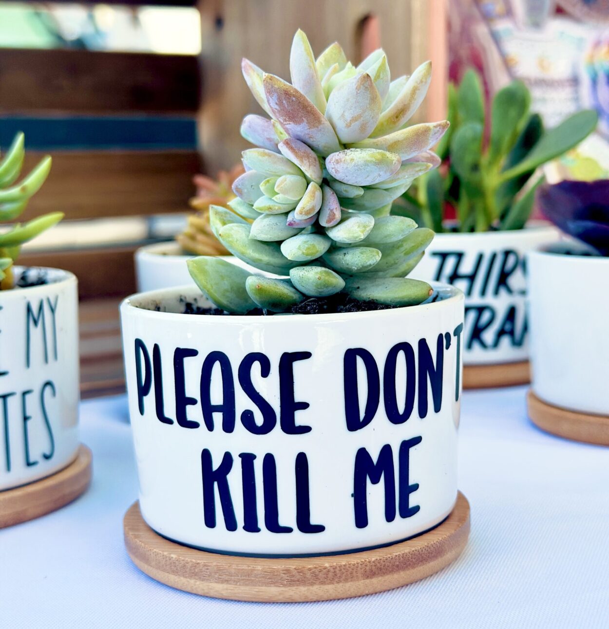 Funny, Cute and Sarcastic Mini Planters, Indoor Succulent Planters