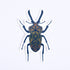 A sticker depicting a blue stag beetle with ornate red orange and blue patterns.