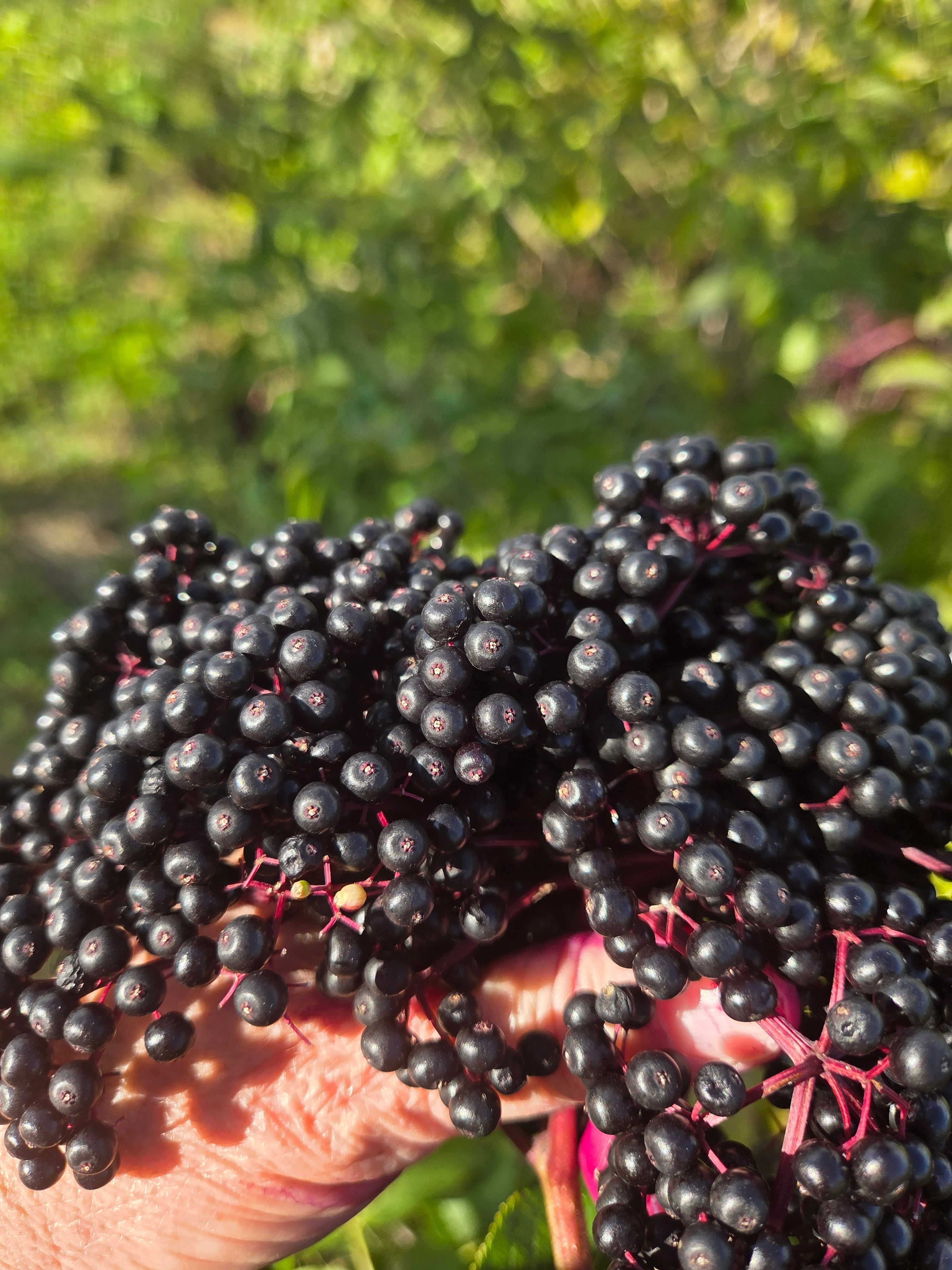 Elderberry Jam