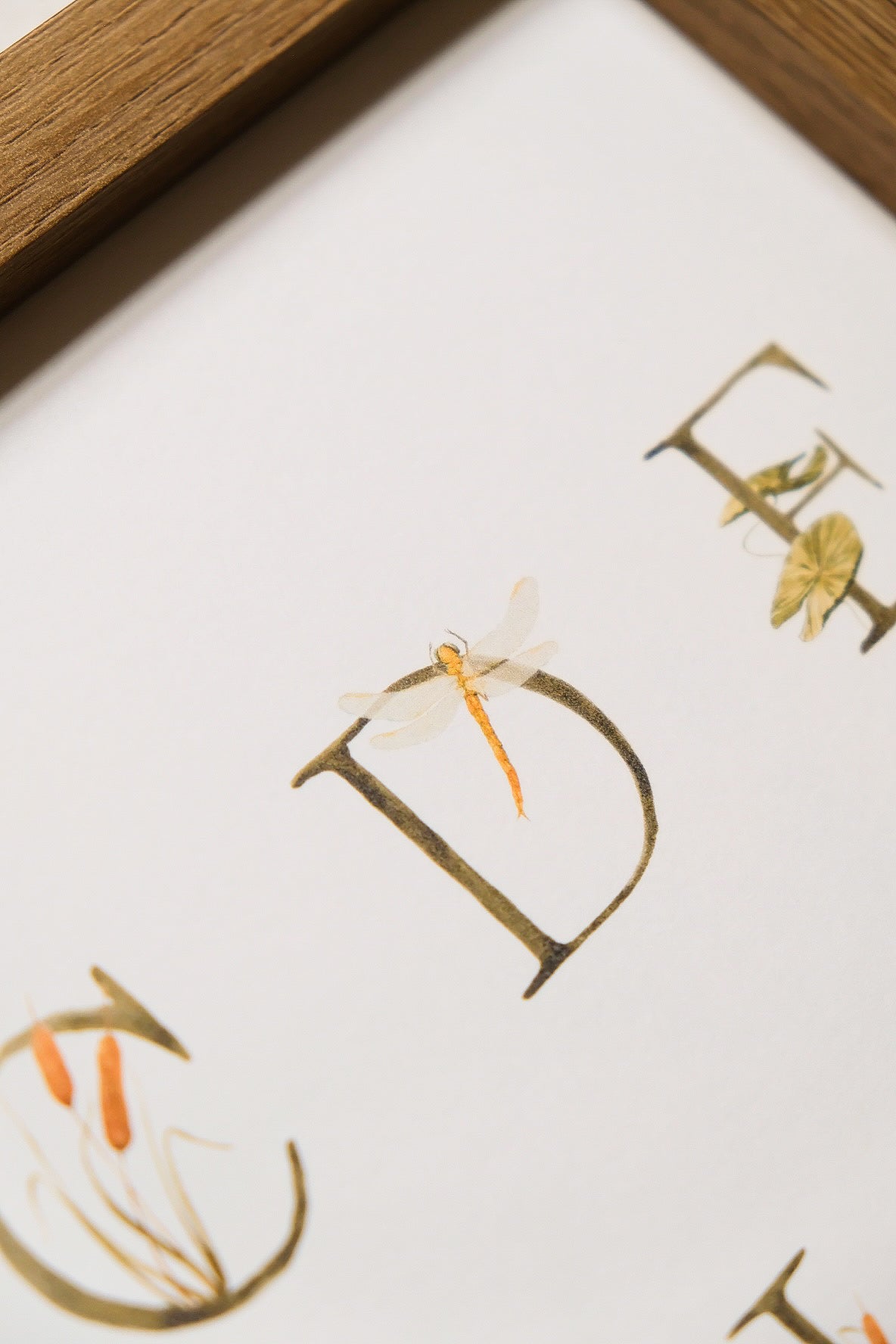 Pond Alphabet