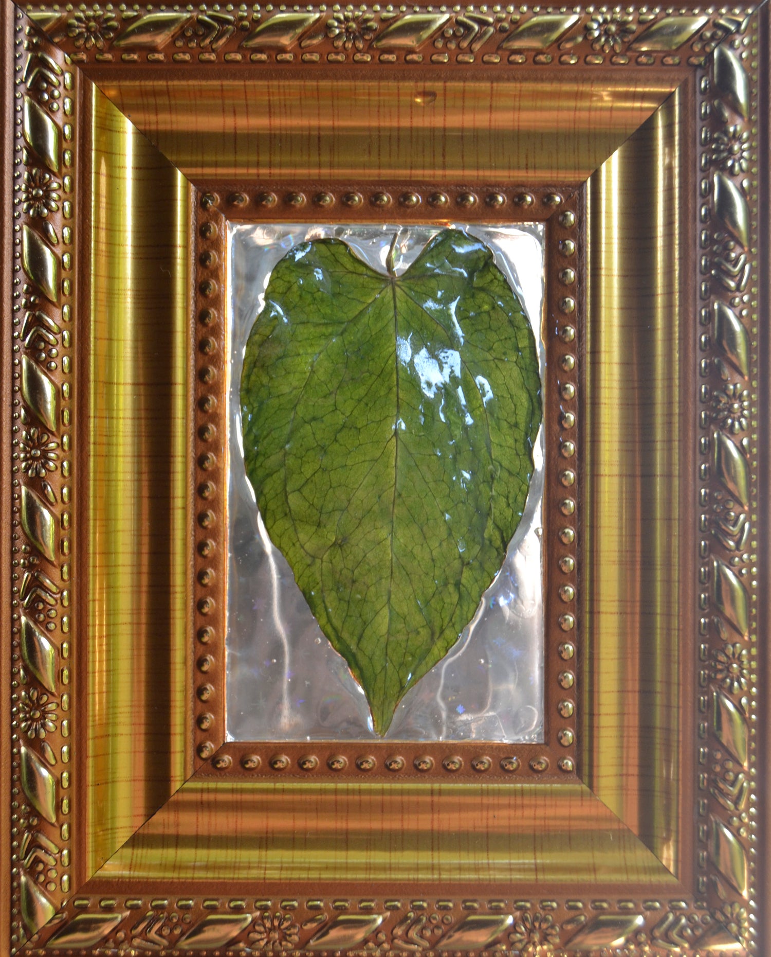 Framed A. Hoffmannii x Dark Phoenix