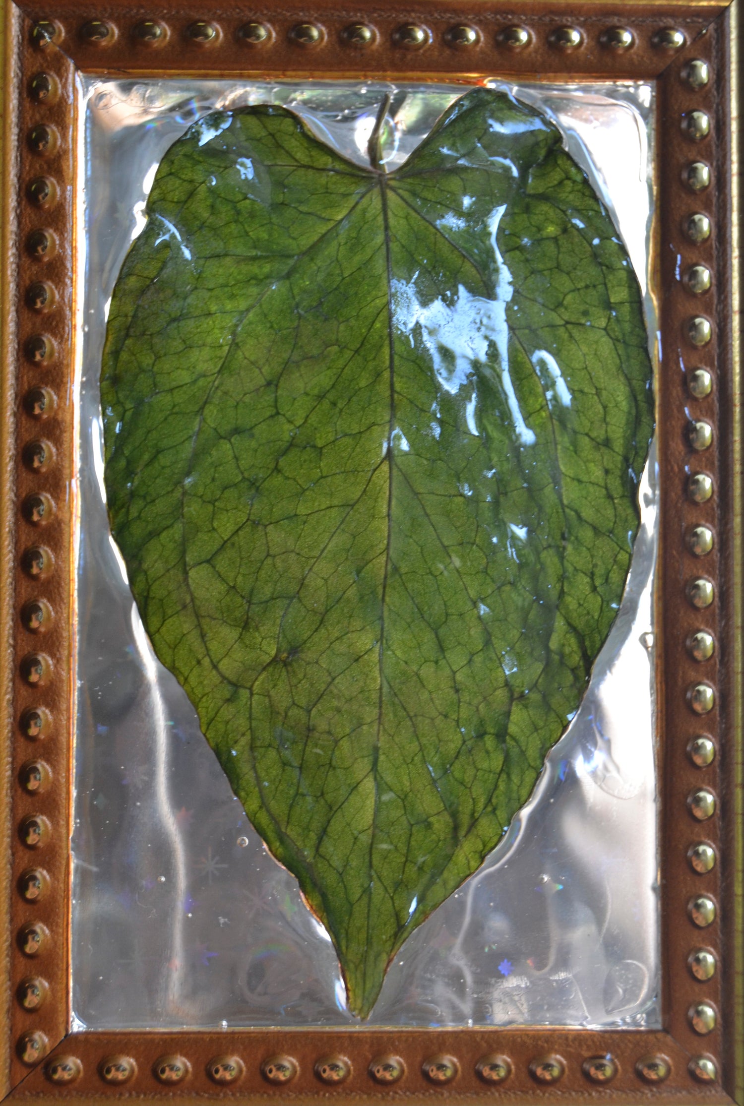Framed A. Hoffmannii x Dark Phoenix