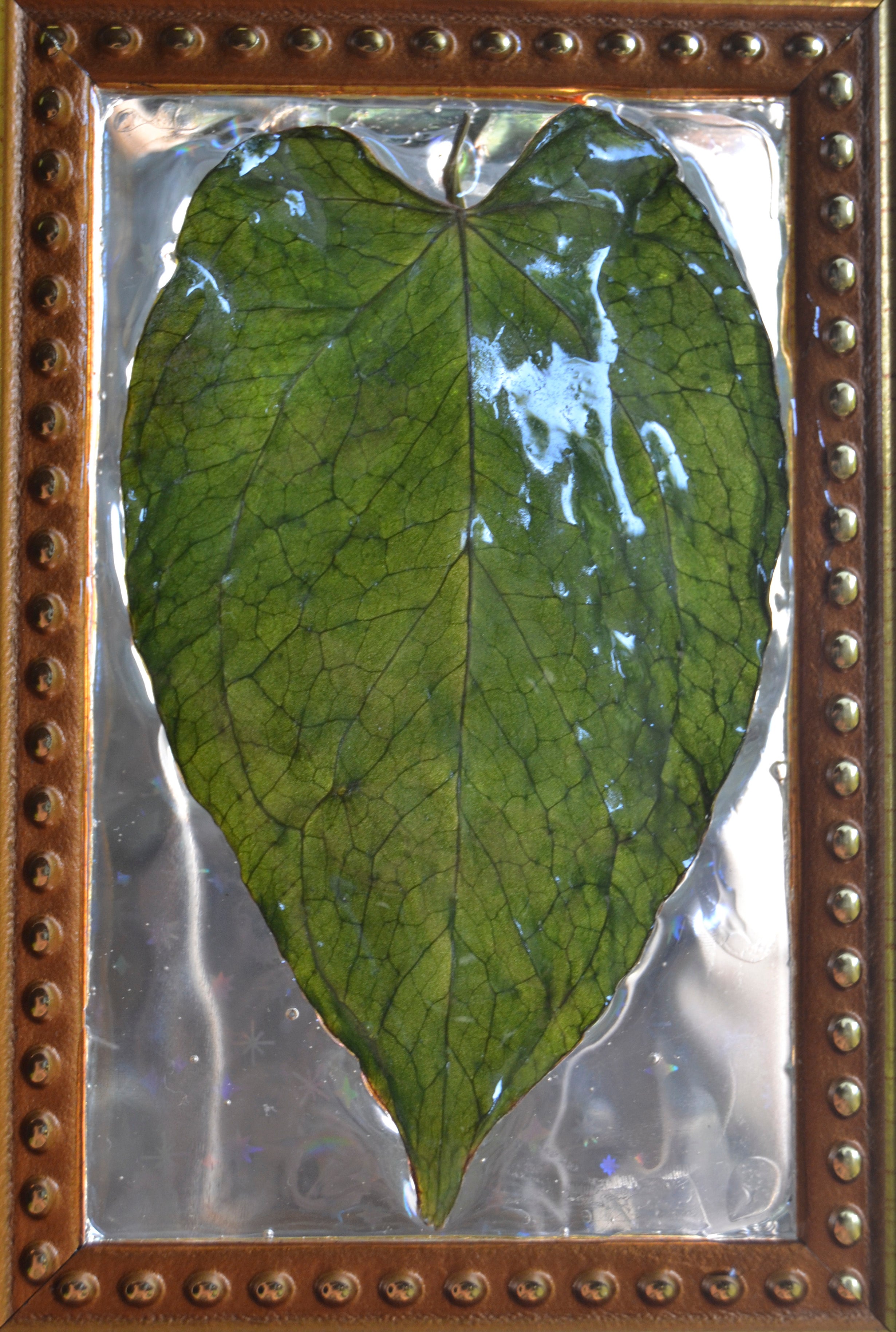 Framed A. Hoffmannii x Dark Phoenix