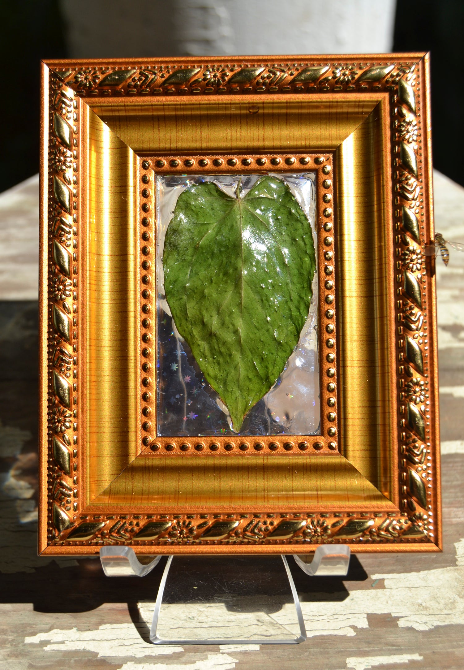 Framed A. Hoffmannii x Dark Phoenix