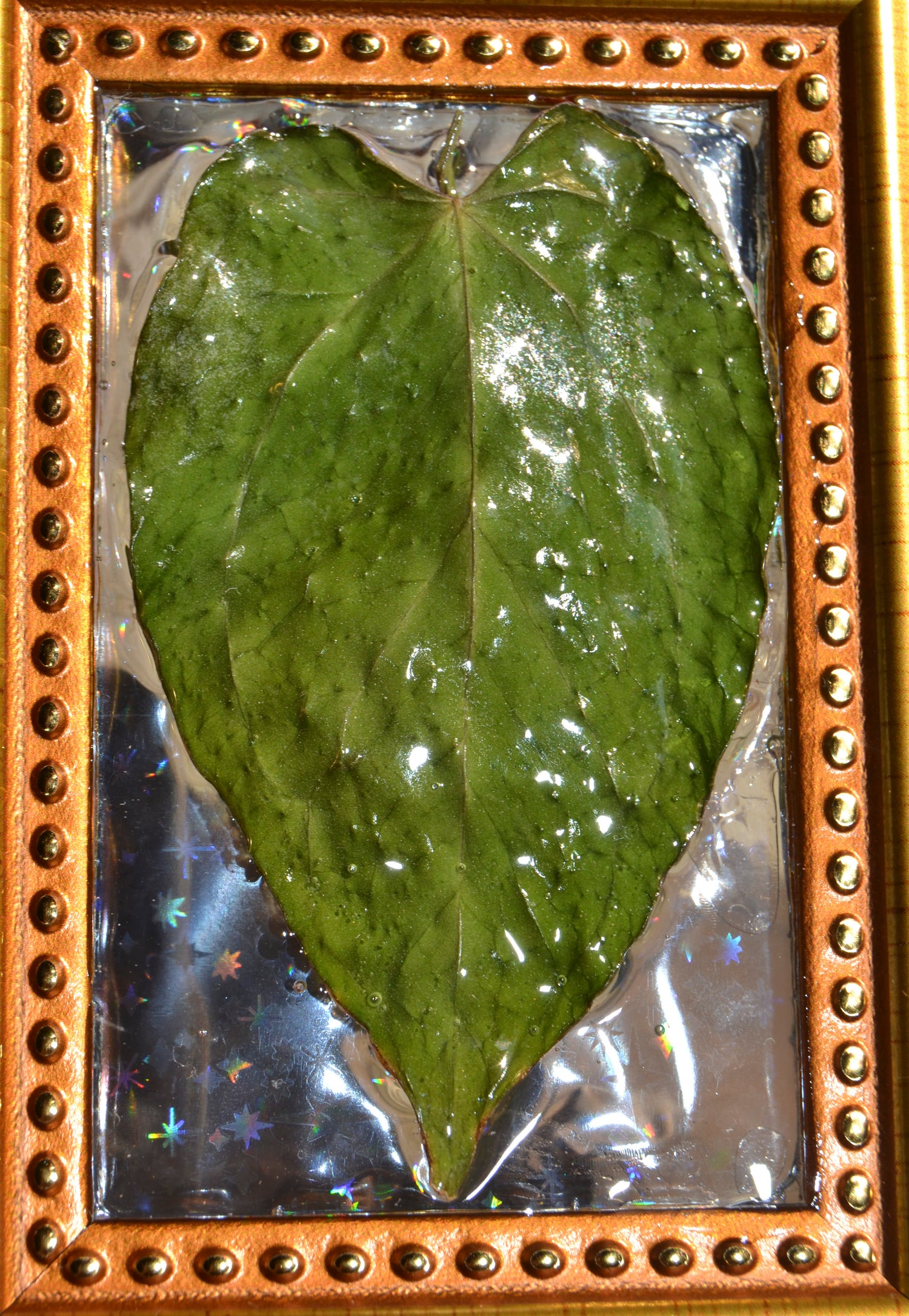 Framed A. Hoffmannii x Dark Phoenix