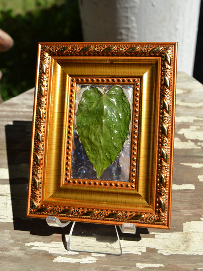 Framed A. Hoffmannii x Dark Phoenix