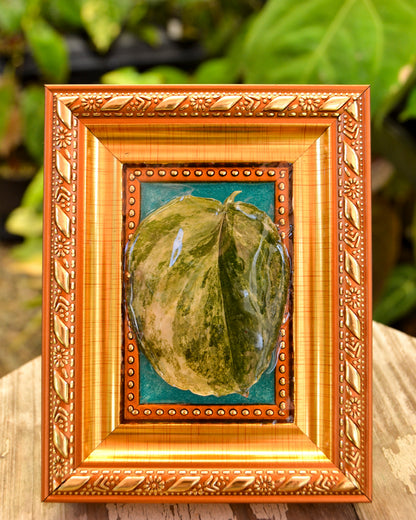 Framed S. Rajatapura