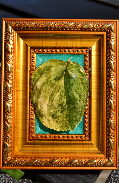 Framed S. Rajatapura