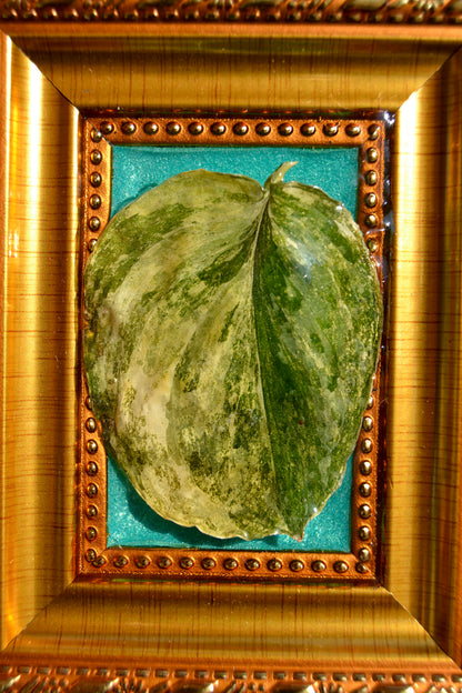 Framed S. Rajatapura