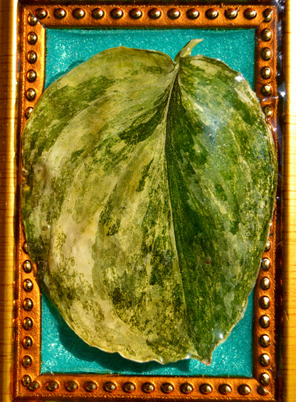 Framed S. Rajatapura
