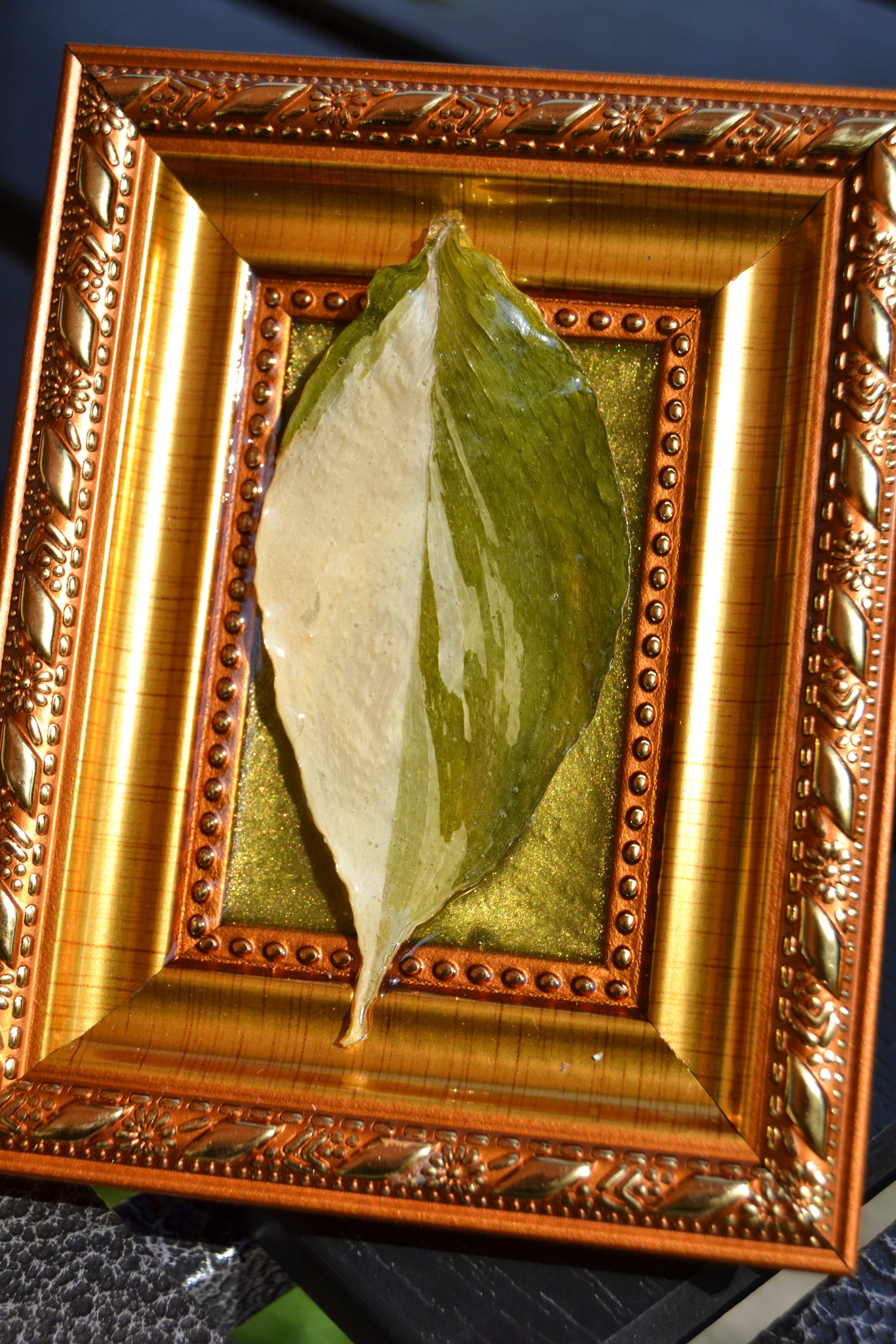 Framed S. Exotica Albo