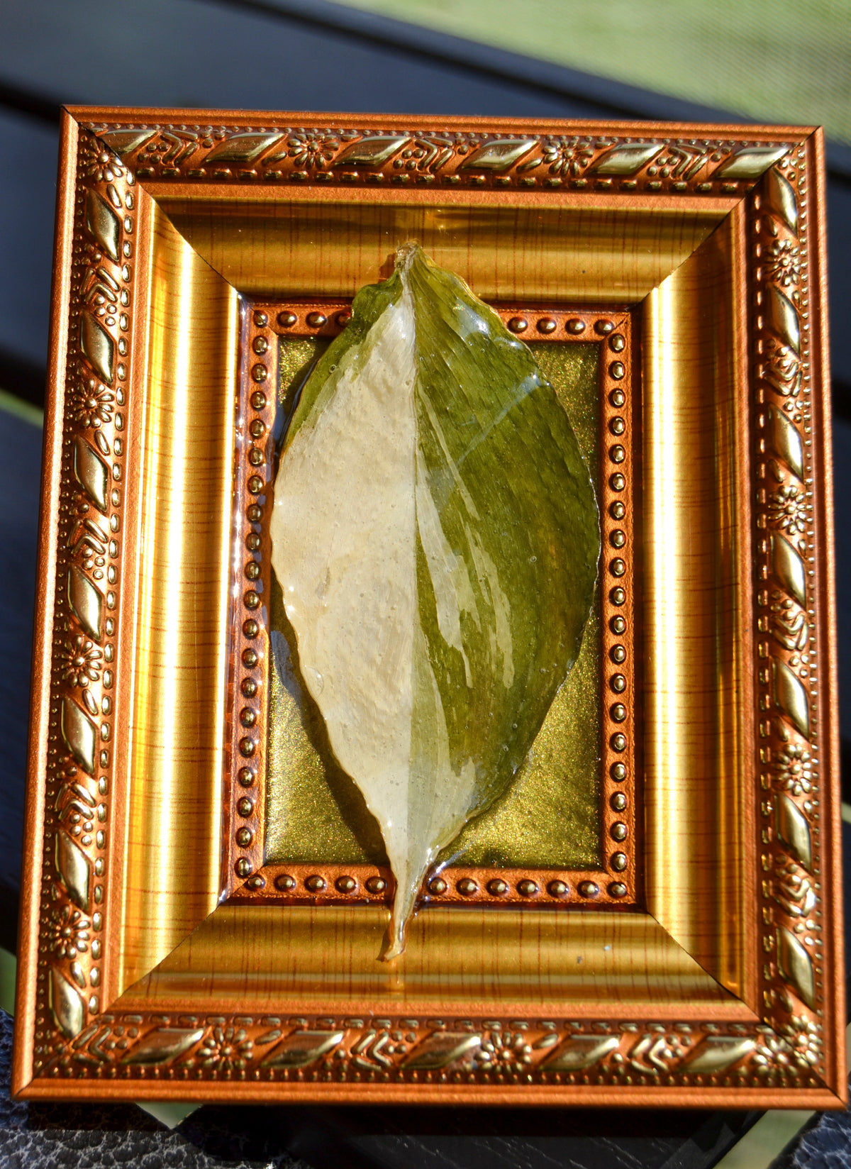 Framed S. Exotica Albo