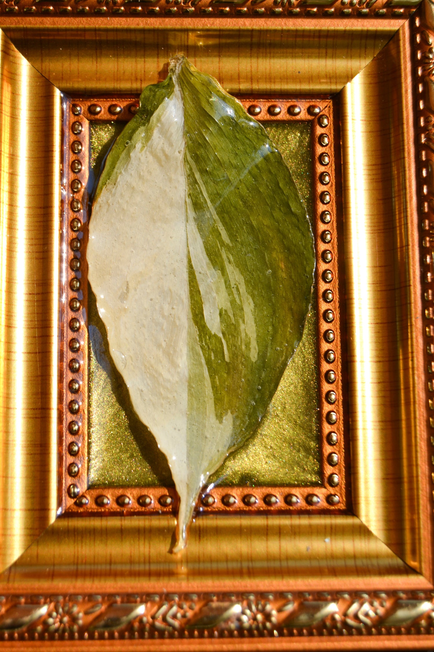 Framed S. Exotica Albo