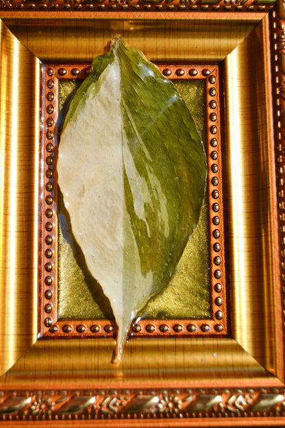 Framed S. Exotica Albo