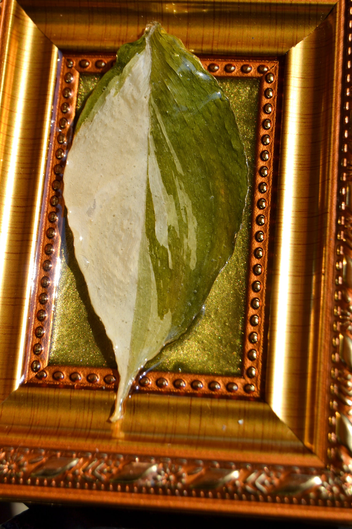 Framed S. Exotica Albo