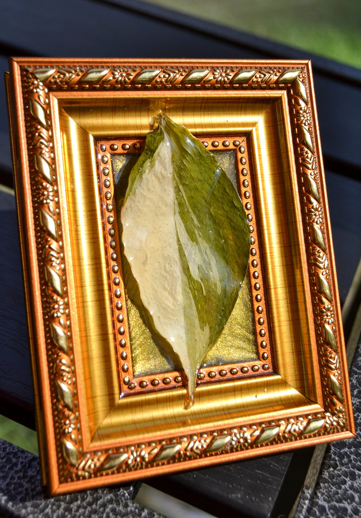 Framed S. Exotica Albo