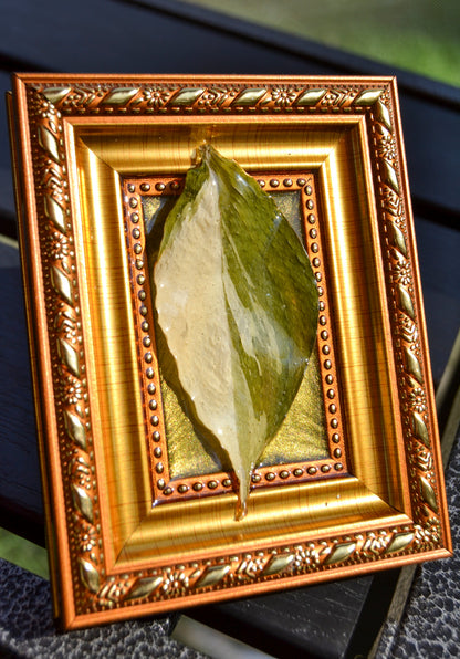 Framed S. Exotica Albo