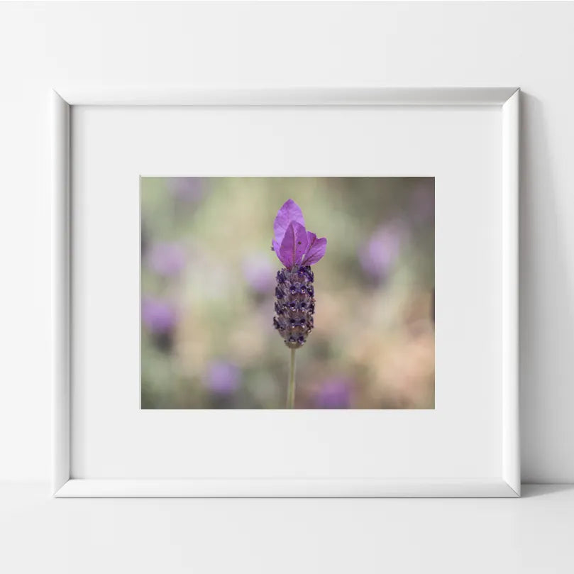 French Lavender Photography Print