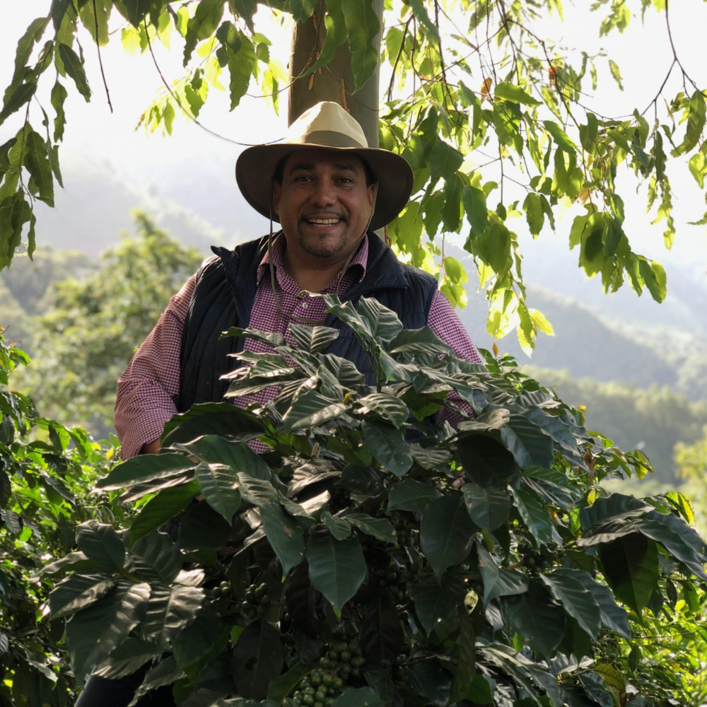 Medium Roast Coffee: Zafiro