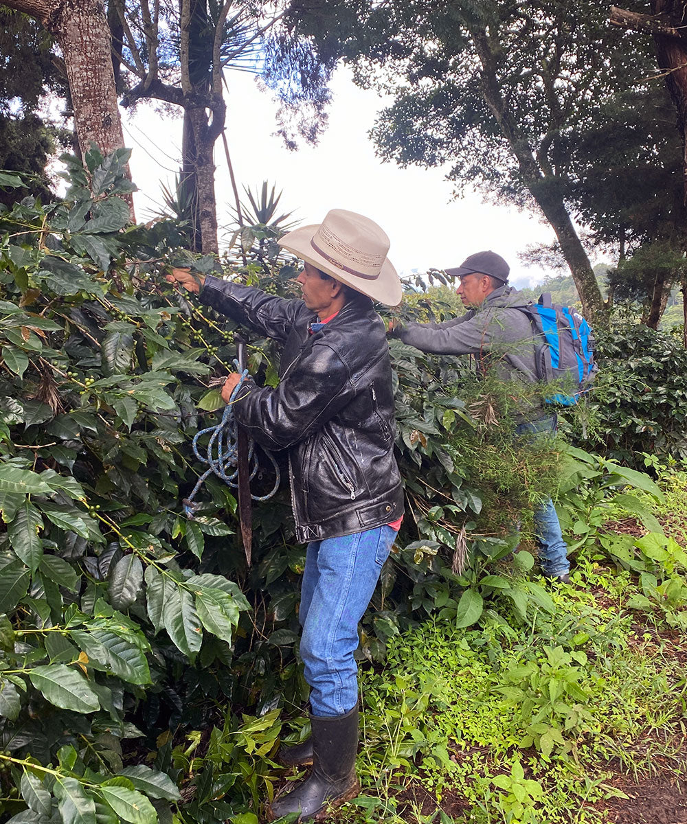 Medium Roast Coffee: Zafiro