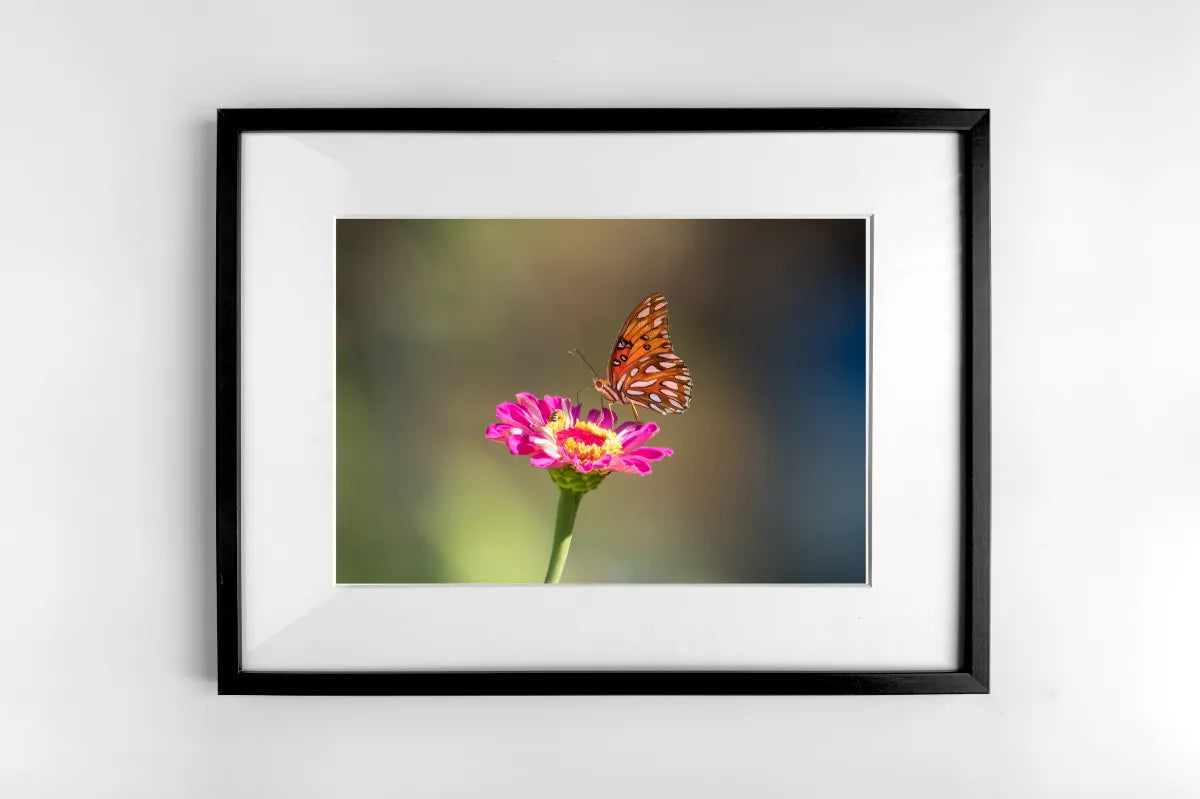 Gulf Fritillary Butterfly Photography Print