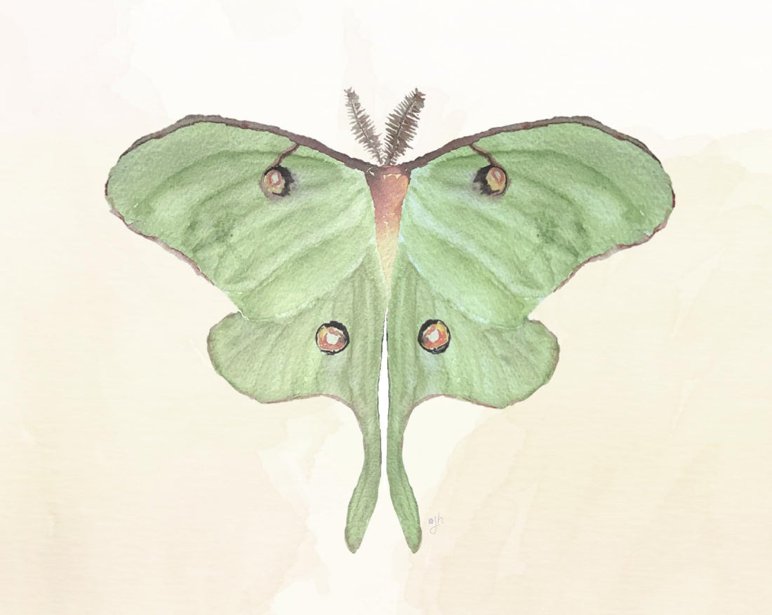 Luna Moth Art Print: Hand-Painted Watercolor Illustration