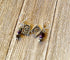 Add a touch of witchy style with Spell Book Earrings, featuring square filigree charms, purple orbs, and hematite star dangles—beautiful grimoire jewelry displayed on rustic wood.