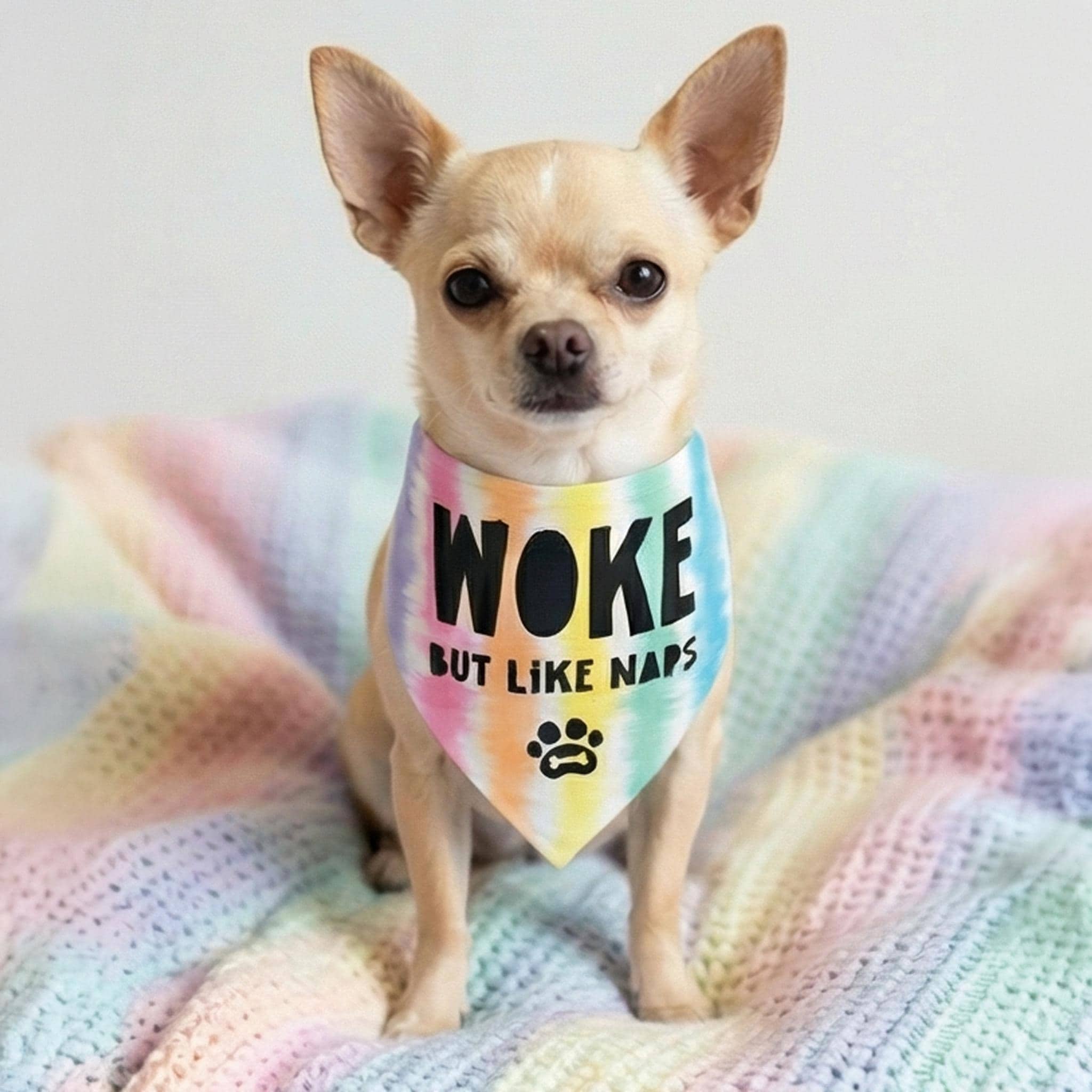 Chihuahua wearing a &amp;quot;Woke But Like Naps&amp;quot; bandana with rainbow background.