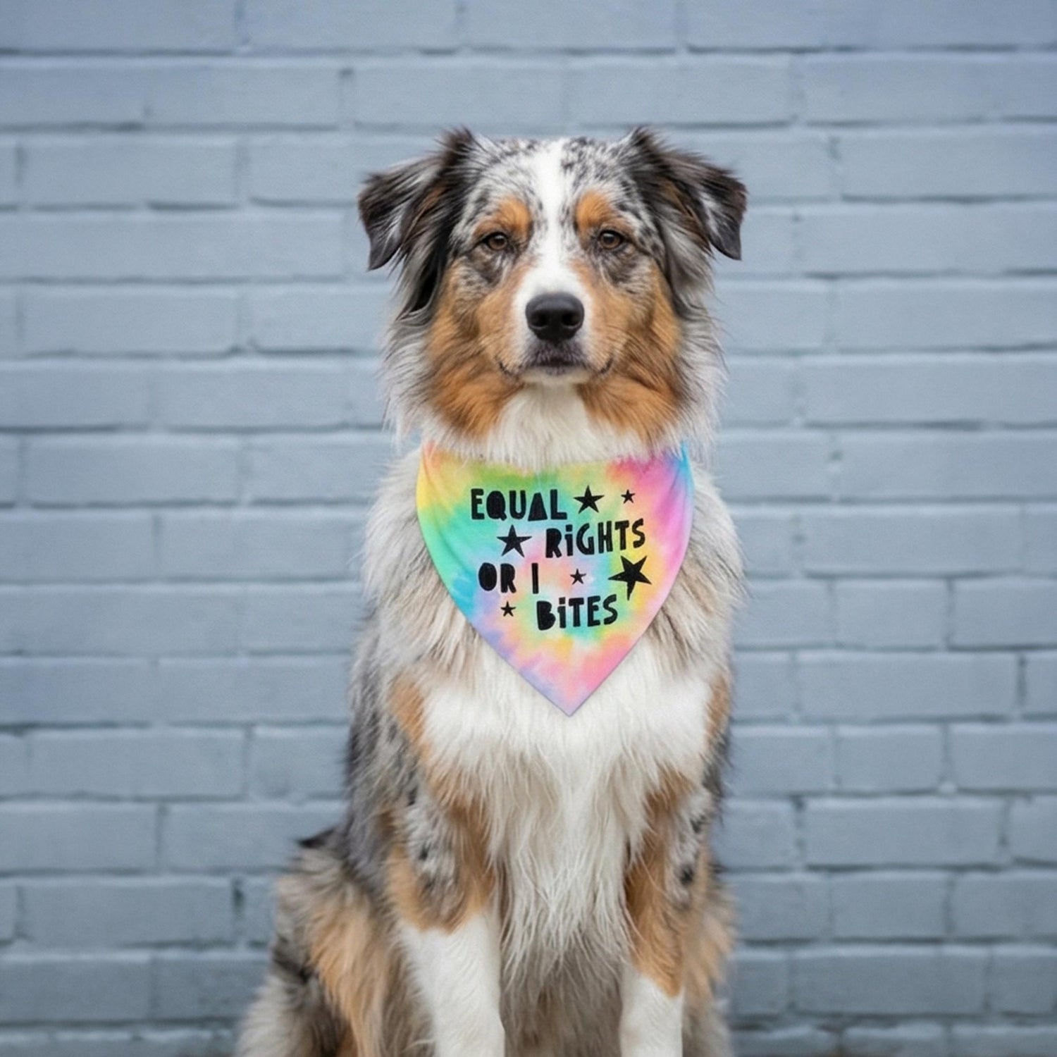 Merle Australian Shepherd wearing a tie-dye bandana that says &amp;quot;Equal Rights or Bites&amp;quot;.