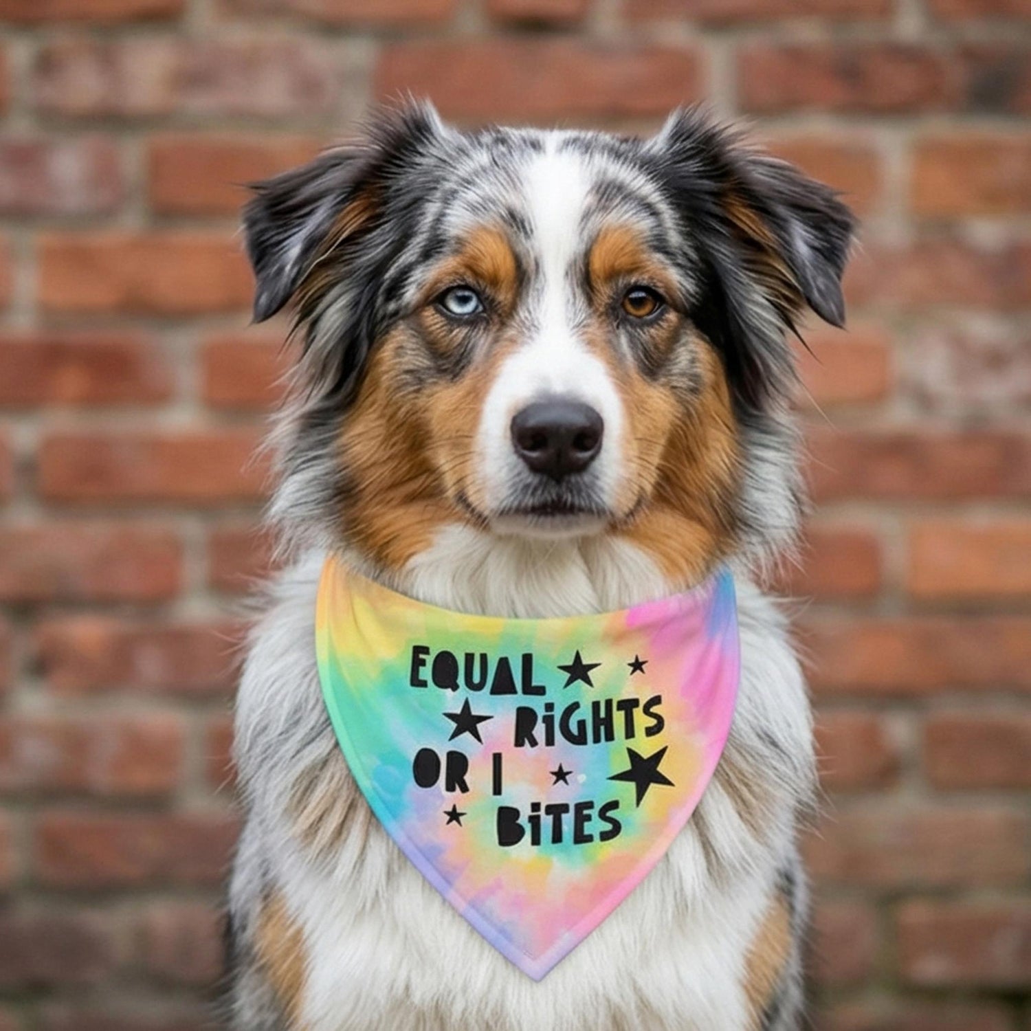 Australian Shepherd wearing a tie-dye bandana that says &amp;quot;Equal Rights Or I Bites&amp;quot;.