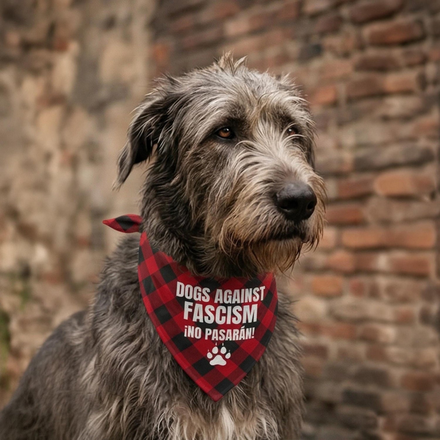 Irish Wolfhound wearing a red and black checkered bandana that says &amp;quot;DOGS AGAINST FASCISM ¡NO PASARÁN!&amp;quot;.