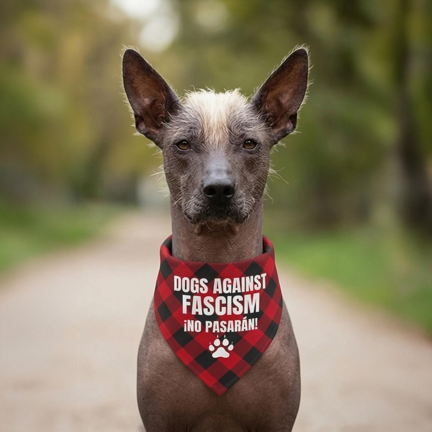 Xoloitzcuintli dog wearing a red and black plaid bandana that says &amp;quot;DOGS AGAINST FASCISM ¡NO PASARÁN!&amp;quot;.