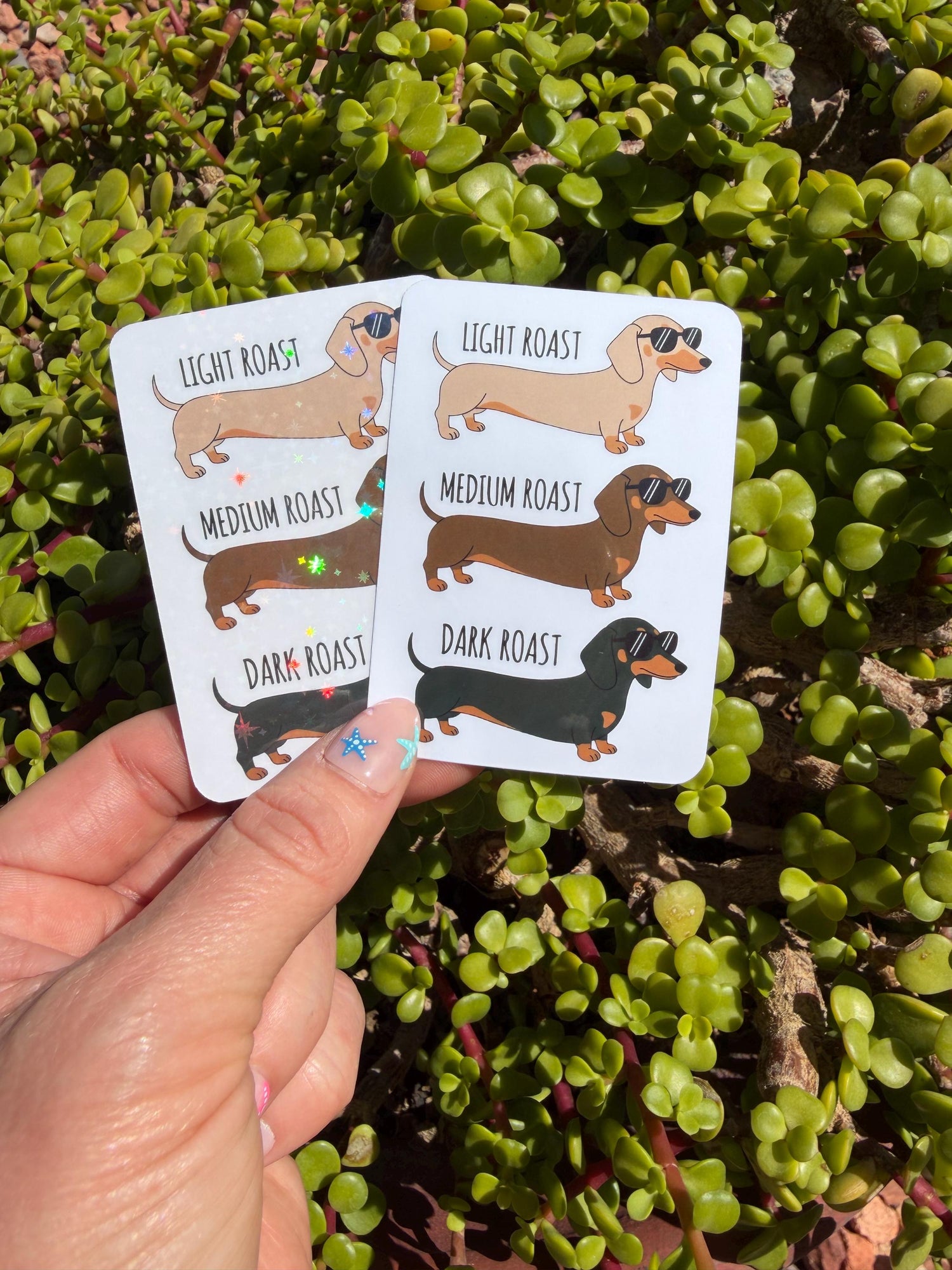 Funny Dachshund Coffee Roast Sticker, Wiener Dog Sticker, Doxie Mom Gift, Dog Lover Decal, Coffee Lover Laptop Water Bottle