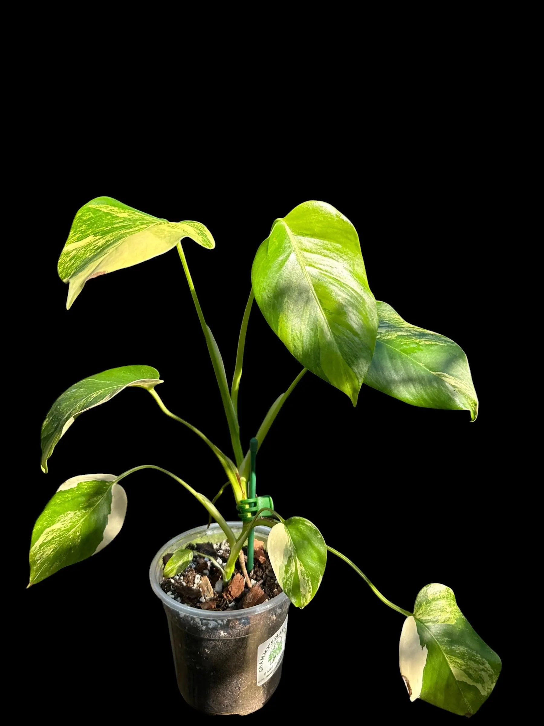 Monstera Aurea 8 leaves 24" tall