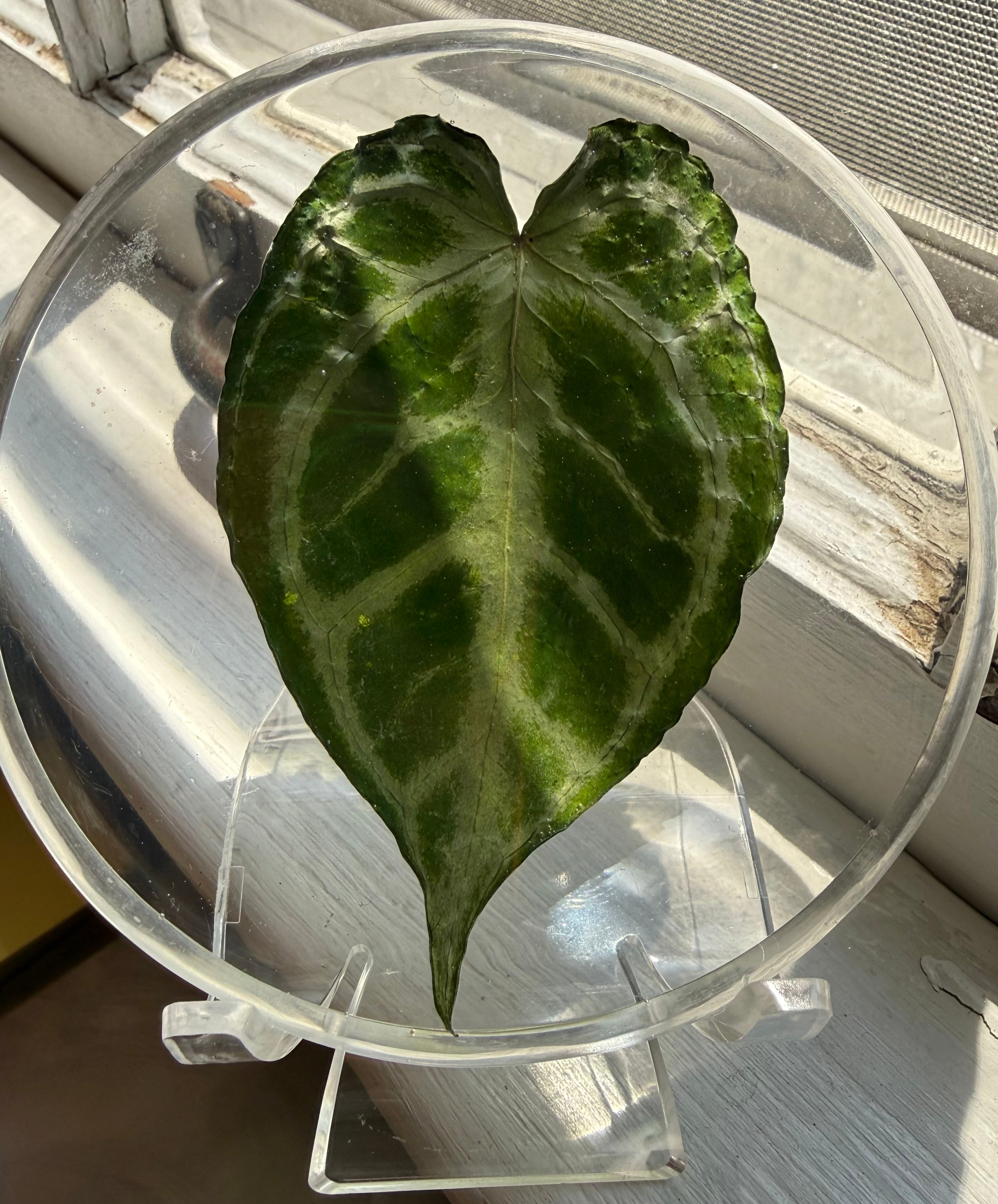 Preserved REAL A. KOS x Dorayaki Leaf