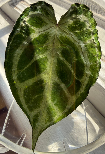 Preserved REAL A. KOS x Dorayaki Leaf