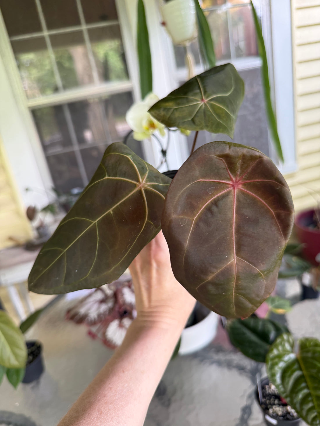 Anthurium Red Spider