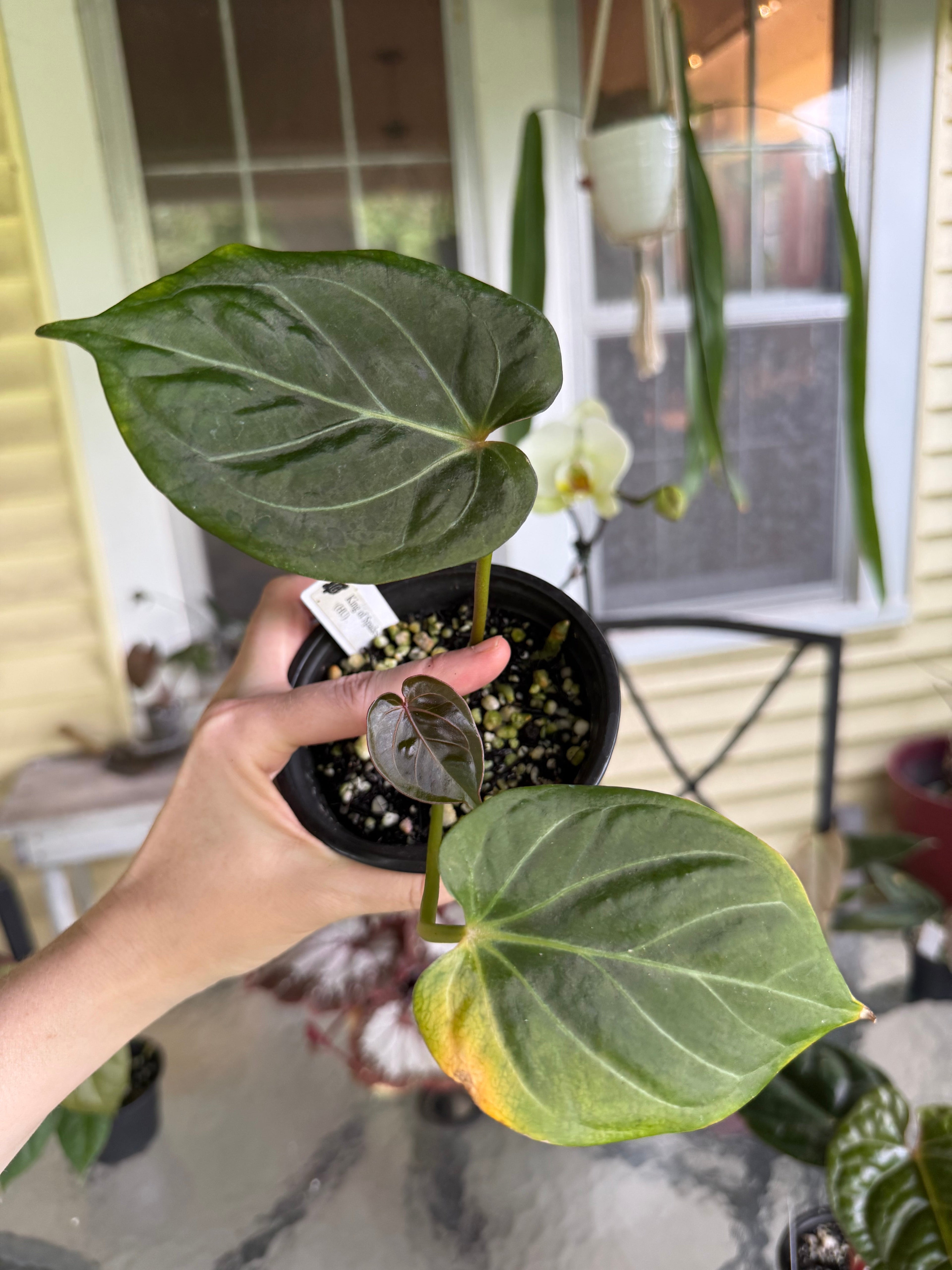 Anthurium KOS (HU) from H. Ulih