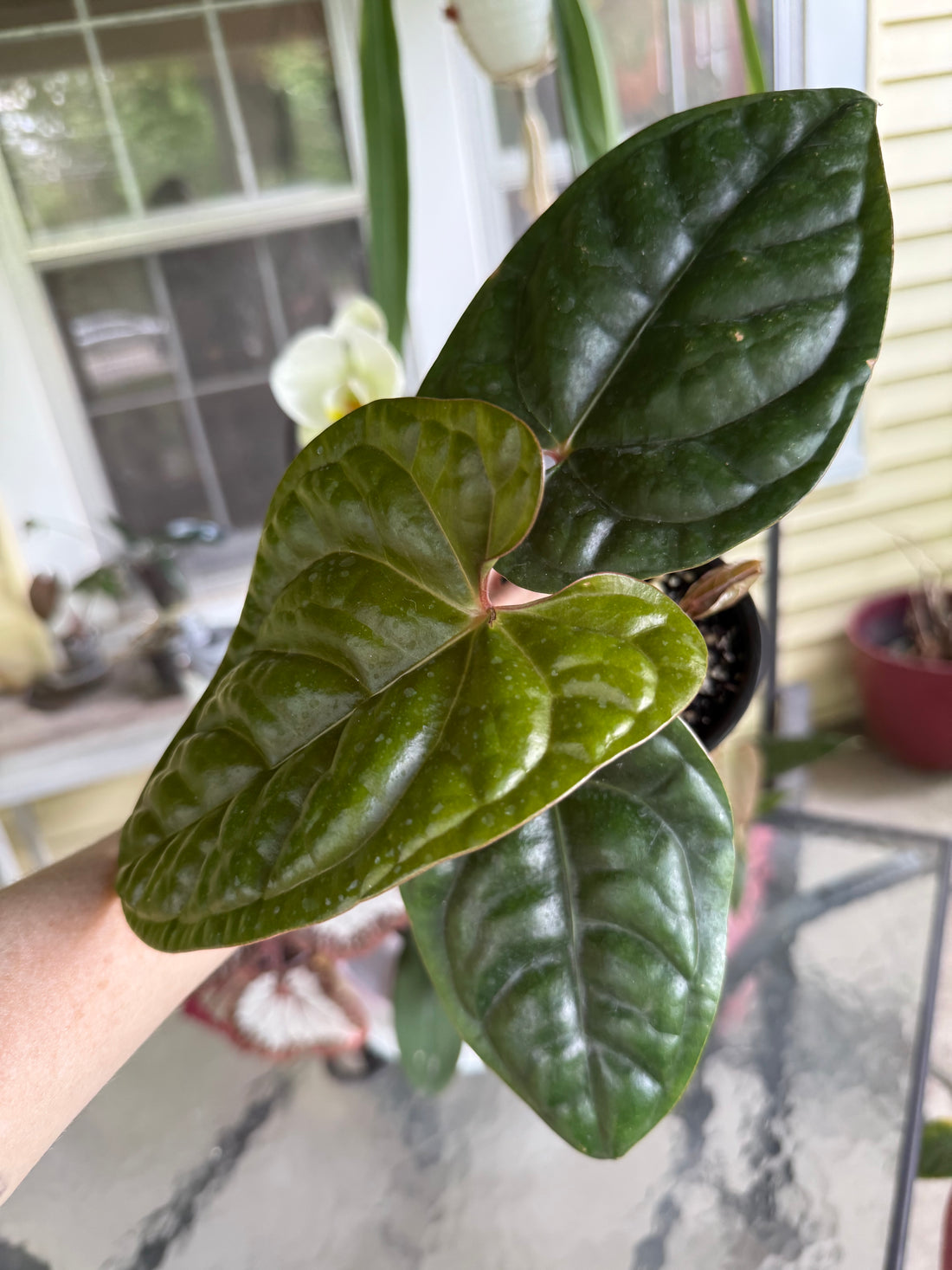 Anthurium Pap x Lux