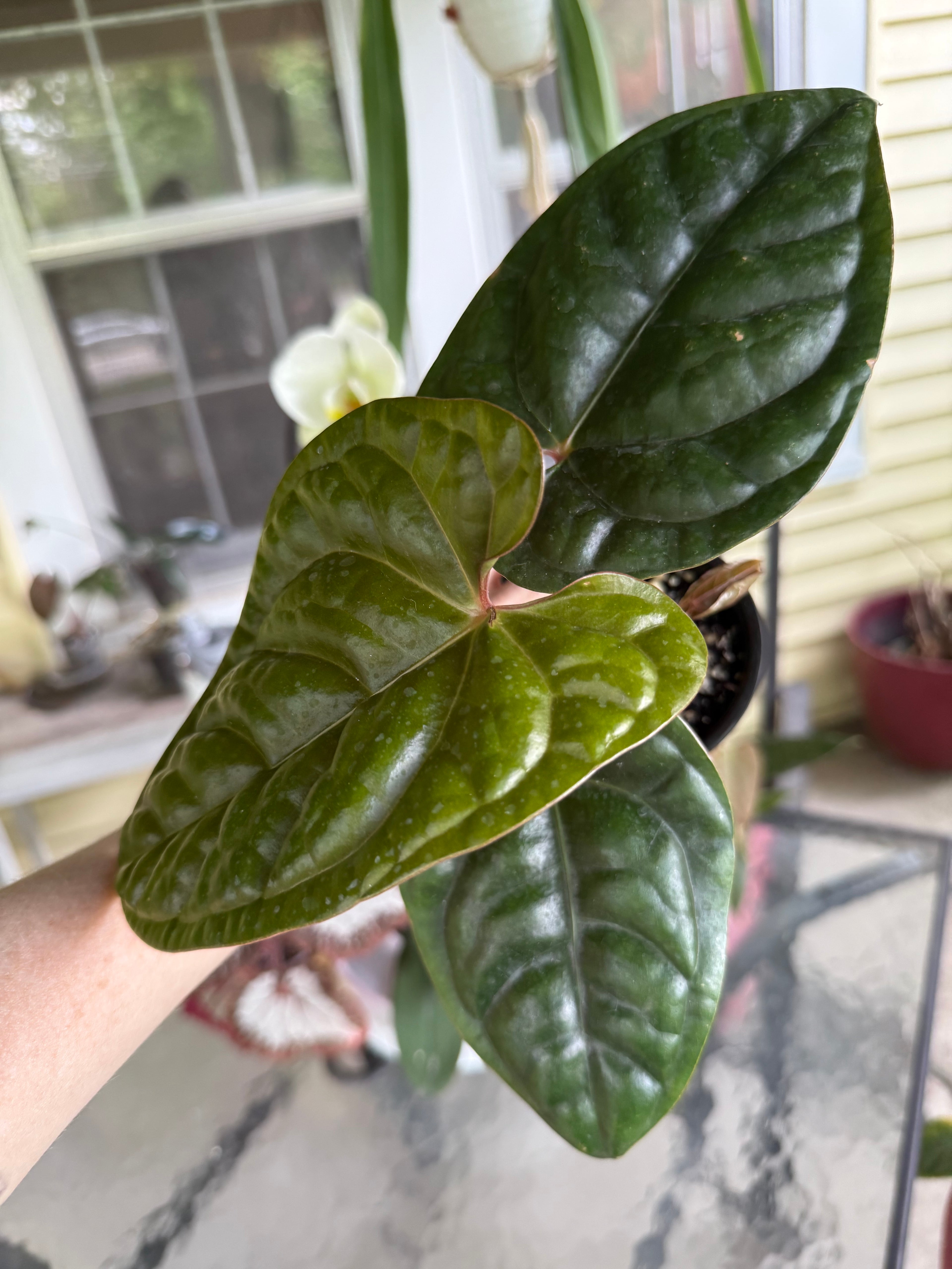 Anthurium Pap x Lux