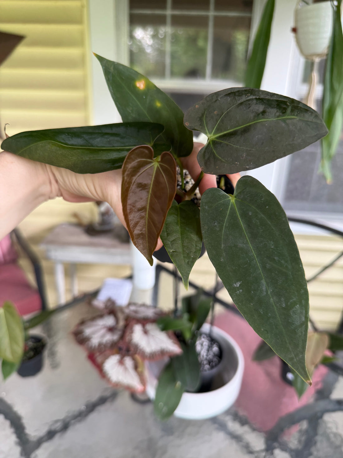 Anthurium Pap X-One x Fort Sherman