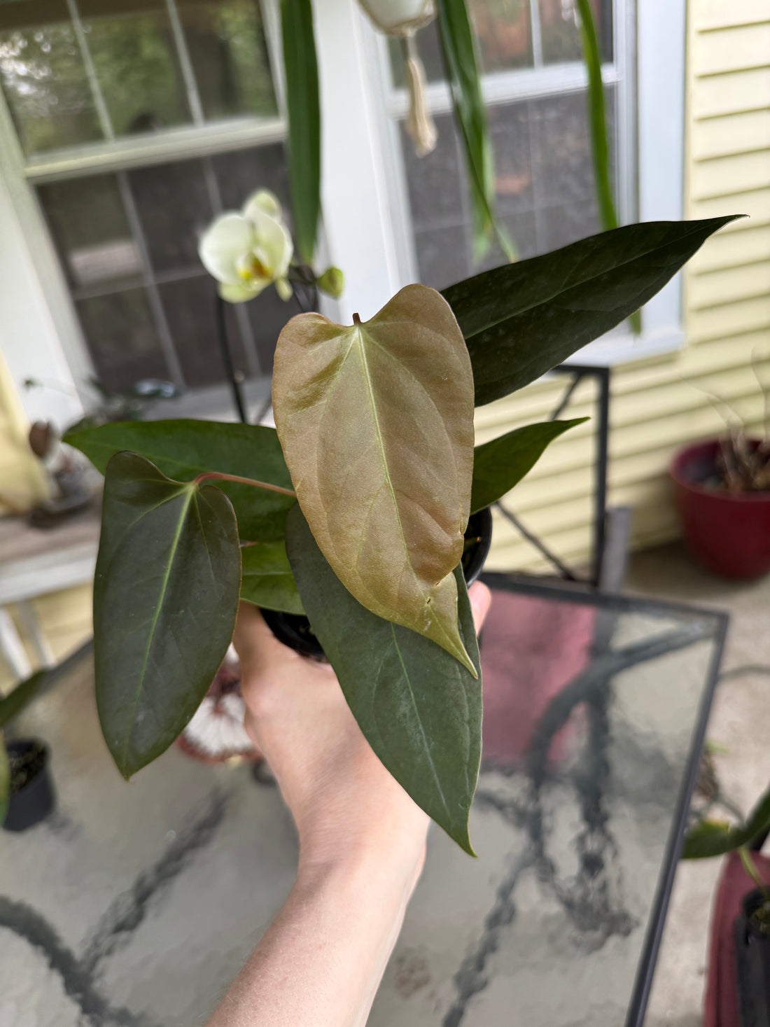 Anthurium Blue Pap x Fort Sherman 