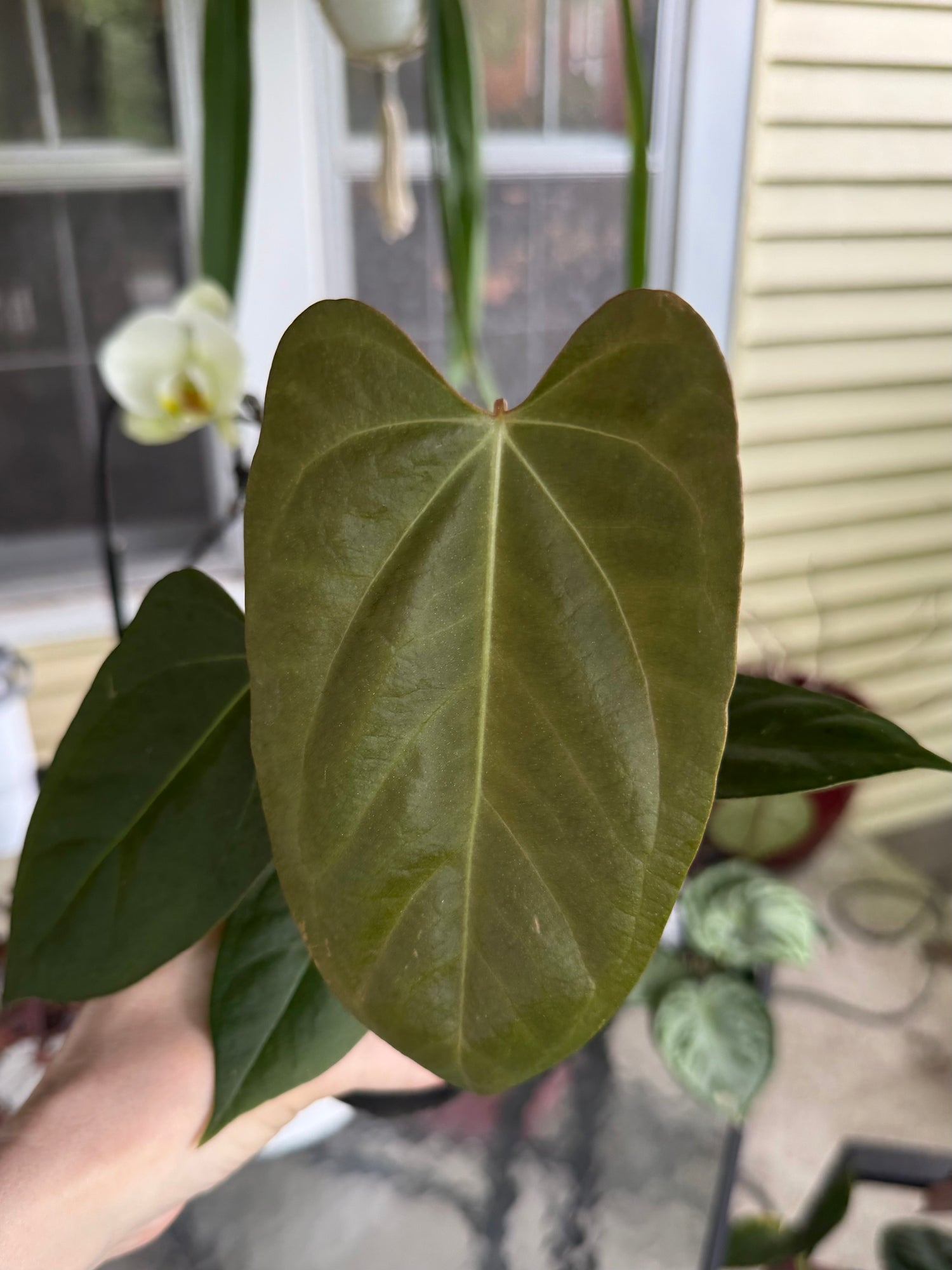 Anthurium Blue Pap x Fort Sherman 