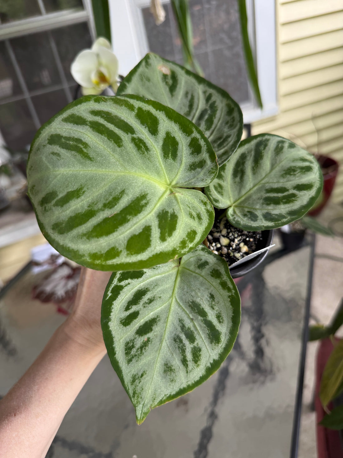 Anthurium Silver Chrome