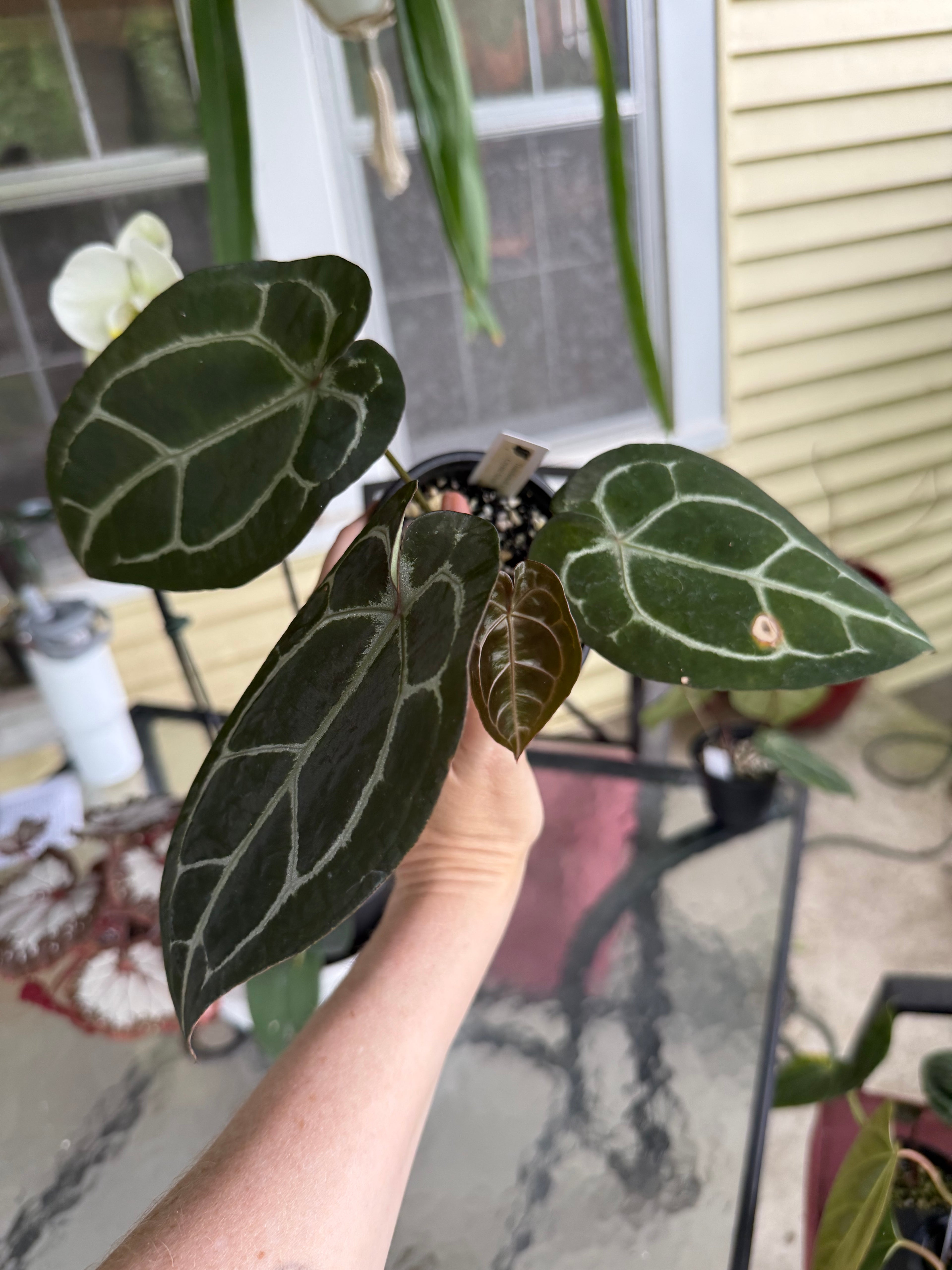 Anthurium Thunderbolt x Crystal Silver
