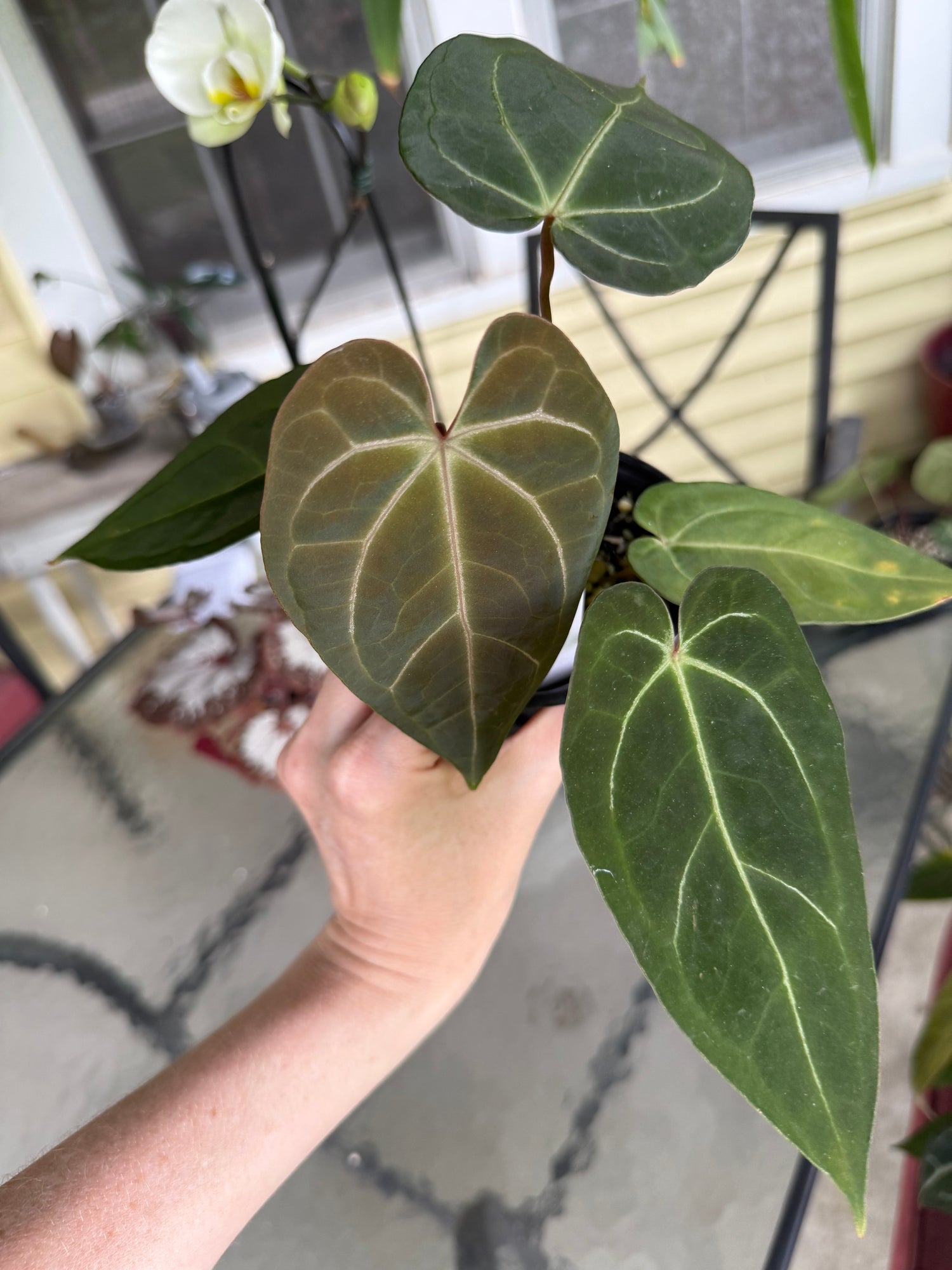 Anthurium Pap Red Steam x Naomi 