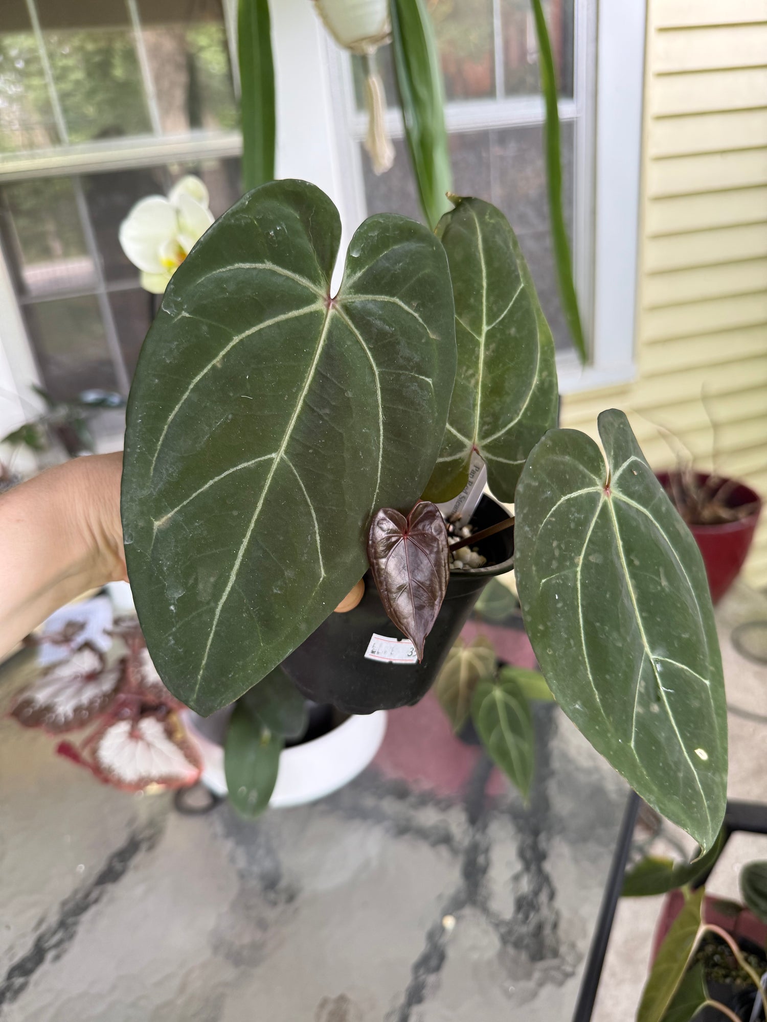 Anthurium Pap Red Steam x Naomi 