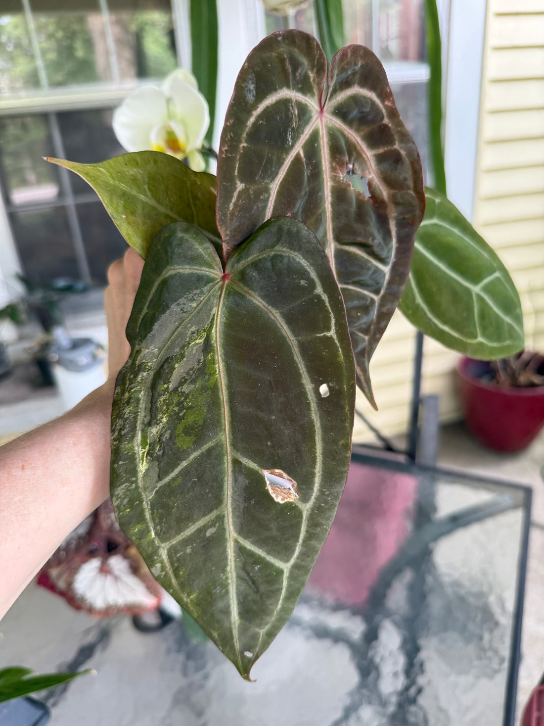 Anthurium Variegated Pap x Michelle *Color and Blister Variegation!