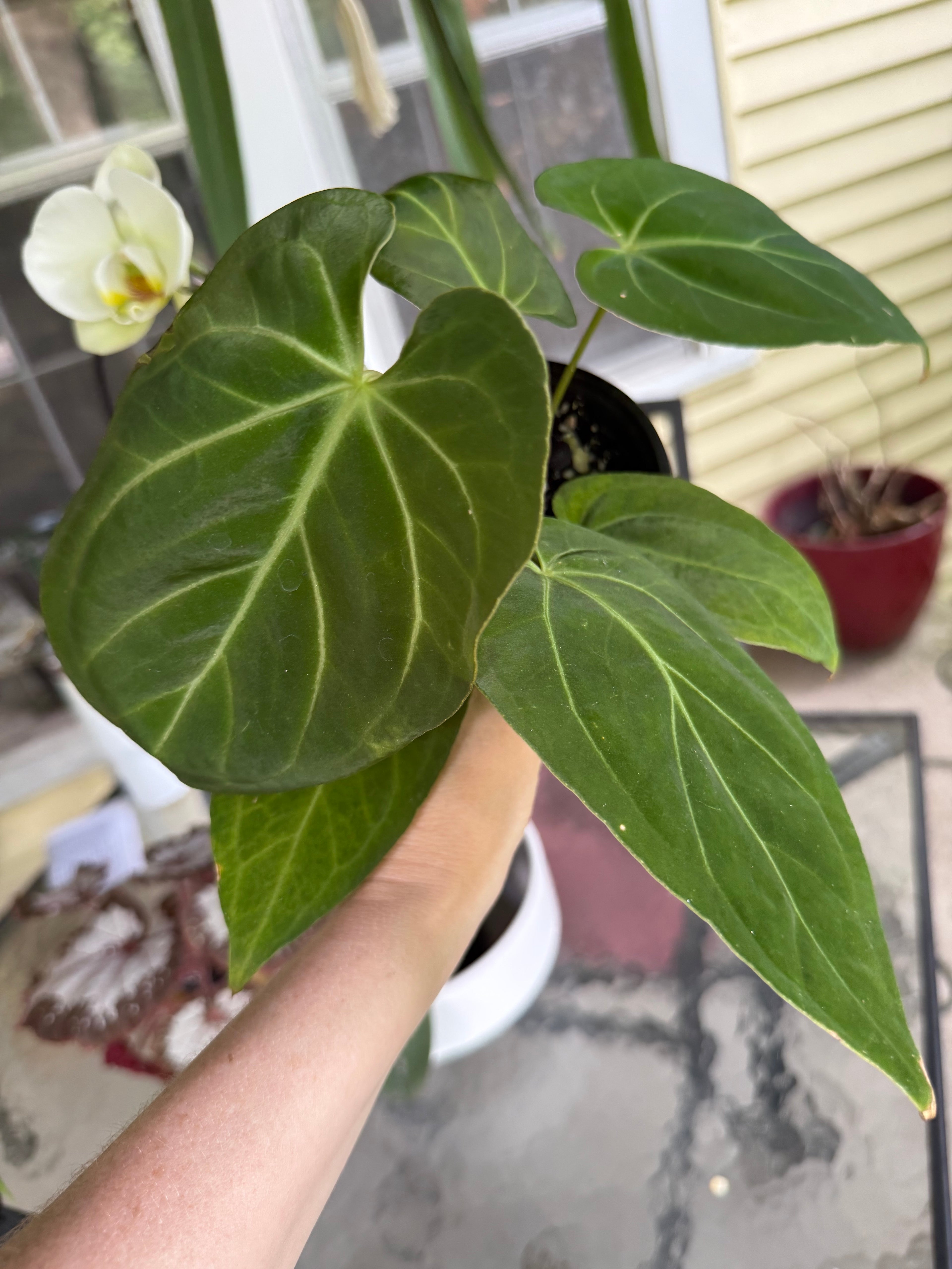 Anthurium (Pap x Forgettii) x Warocqueanum
