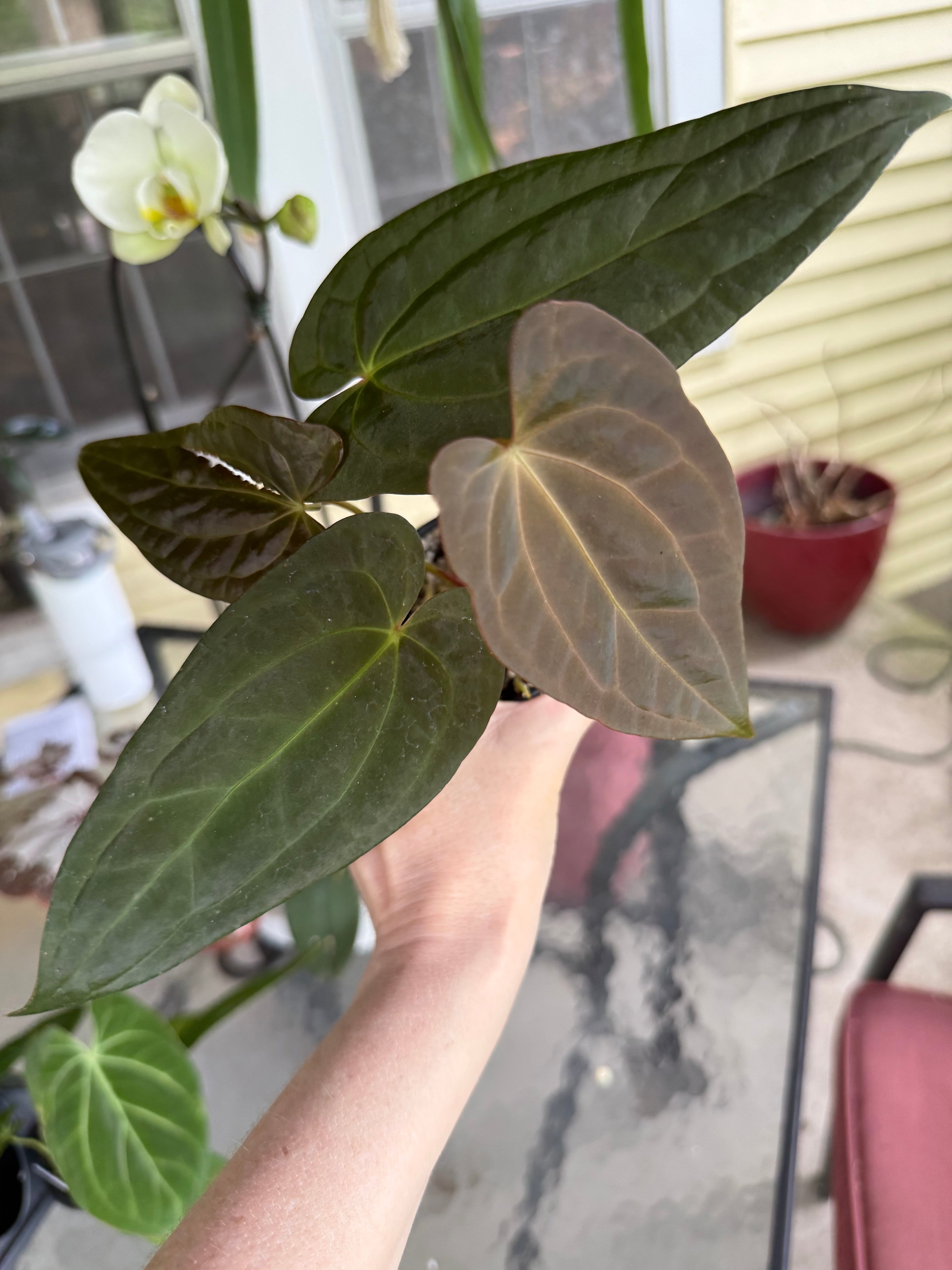 Anthurium Fort Sherman x Yellow Spider